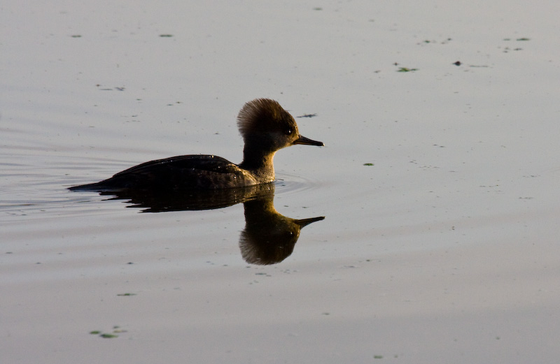 Hooded Merganser